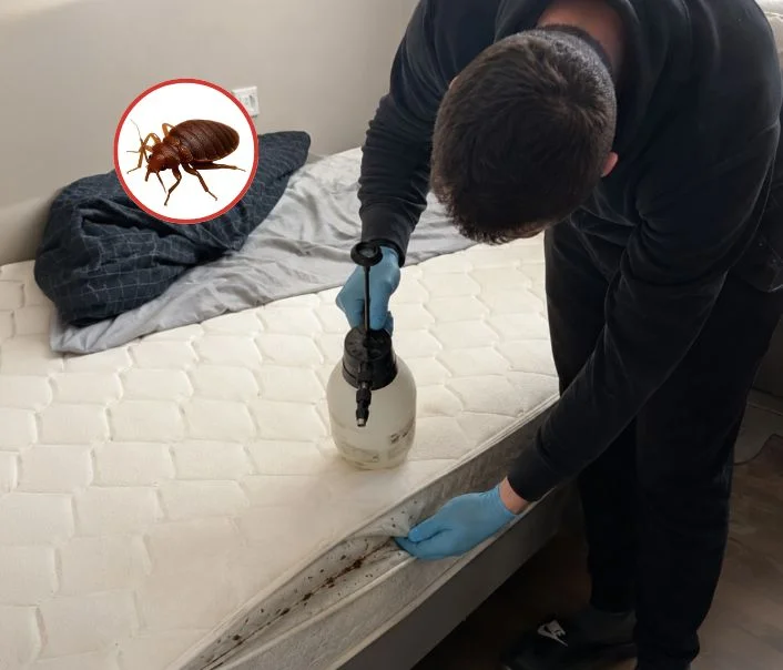 Technicien traitant un matelas contre les punaises de lit à Saint-Germain-sur-Morin